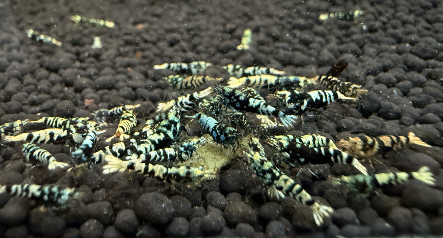 Advanced Nanashi - Blue Galaxy Tiger Juveniles (S-SSS)