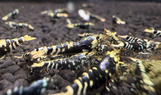 Purple Metallic Tiger Juveniles (S-SSS)