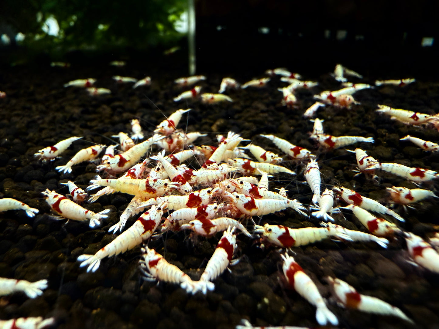 PRL - Pure Red Line Juveniles (S-SSS)