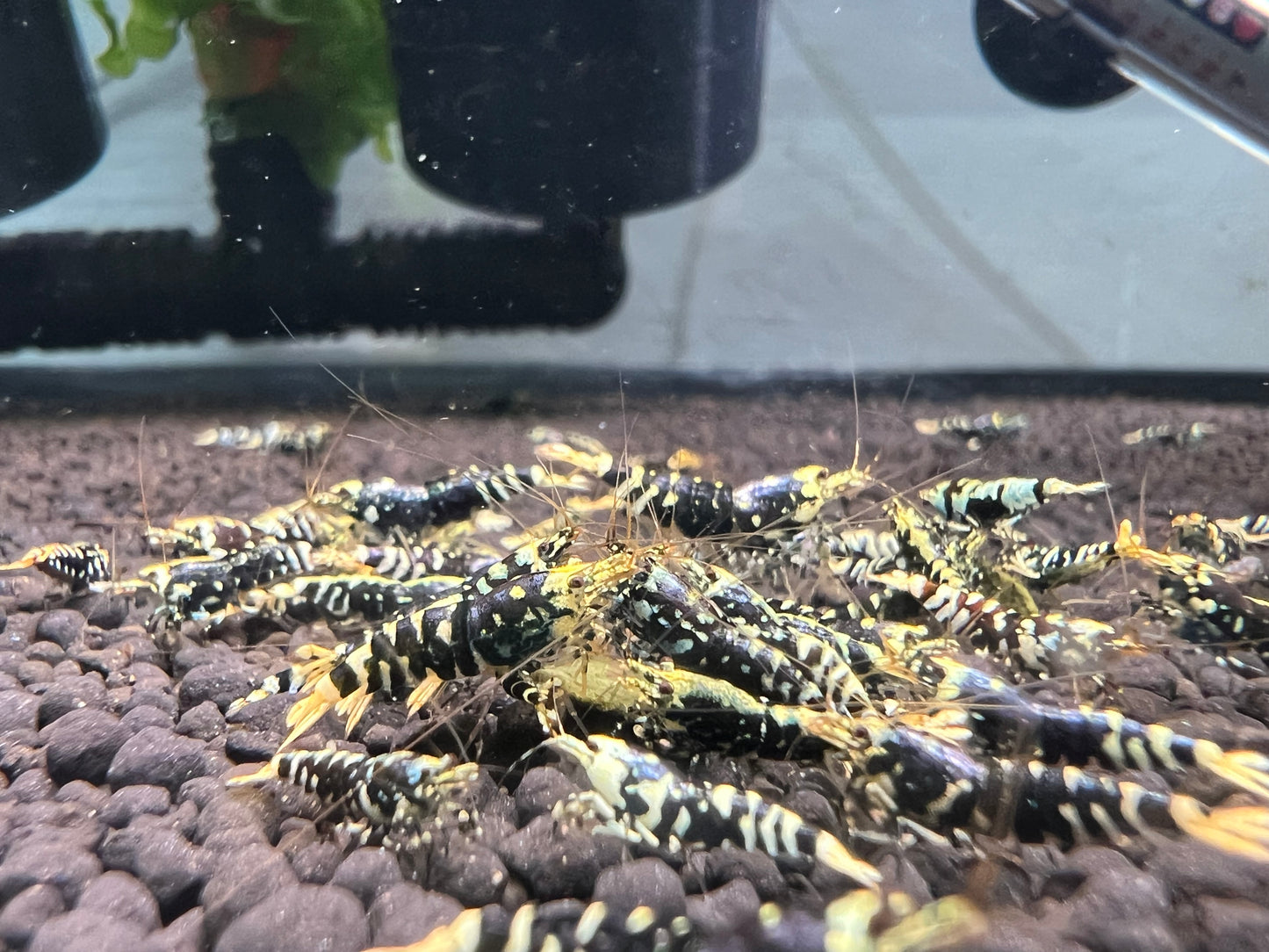 Purple Metallic Tiger Juveniles (S-SSS)