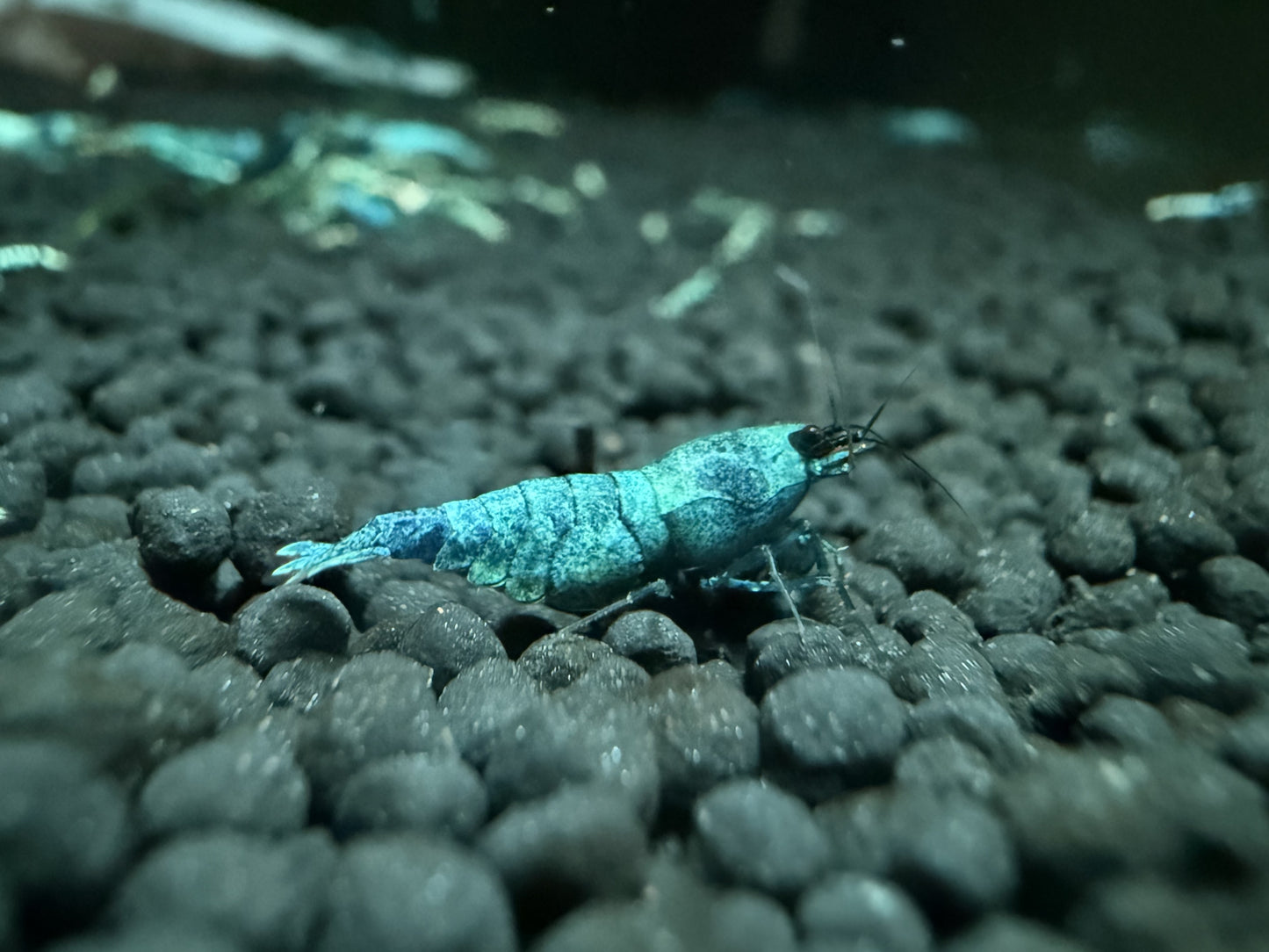 Extreme Blue Bolts Juveniles (S-SSS)