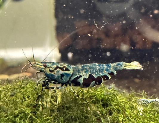 Metallic BOA Young Adults - Adults (S-SSS)