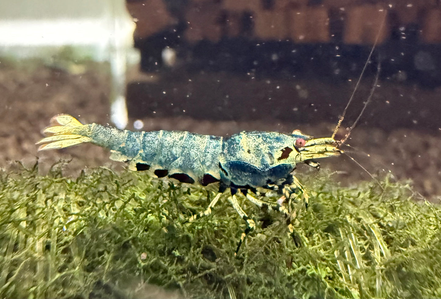 Metallic BOA Young Adults - Adults (S-SSS)