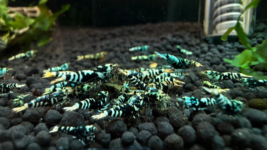 Advanced Nanashi - Blue Galaxy Tiger Juveniles (S-SSS)