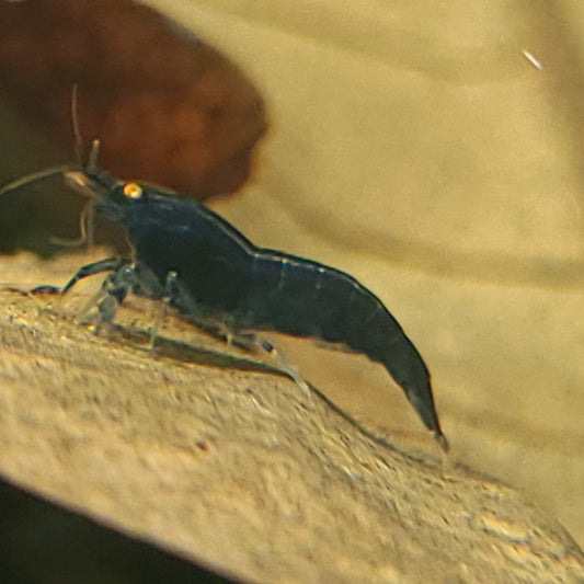 Orange Eye Royal Blue Tiger