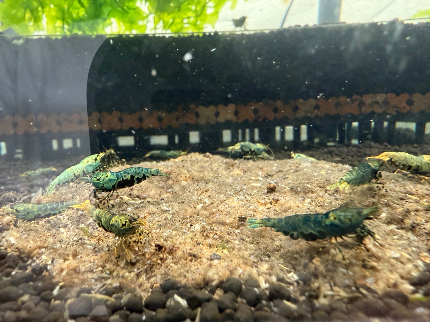 MaturiTea Biofilm/Bacteria Bags