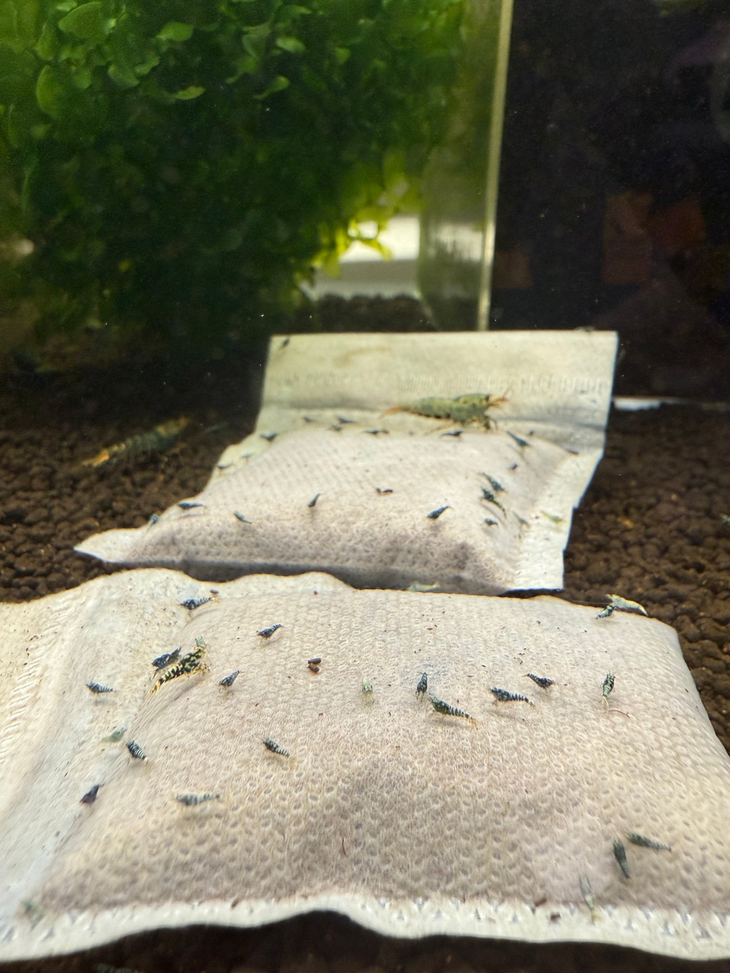 MaturiTea Biofilm/Bacteria Bags