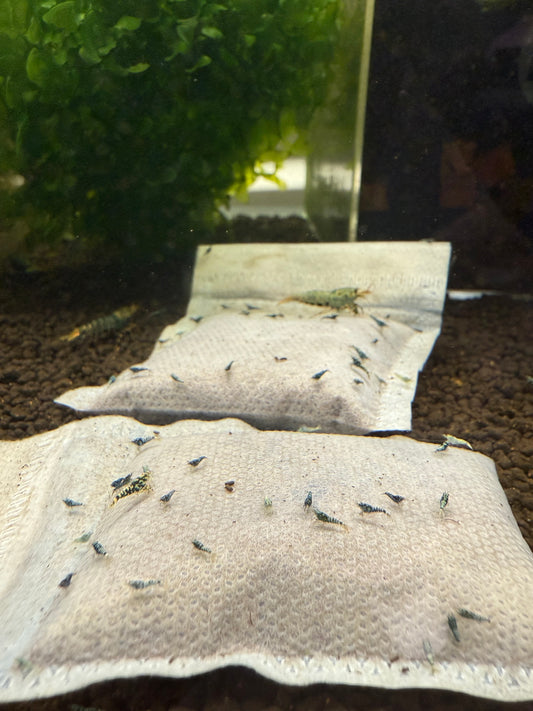 MaturiTea Biofilm/Bacteria Bags