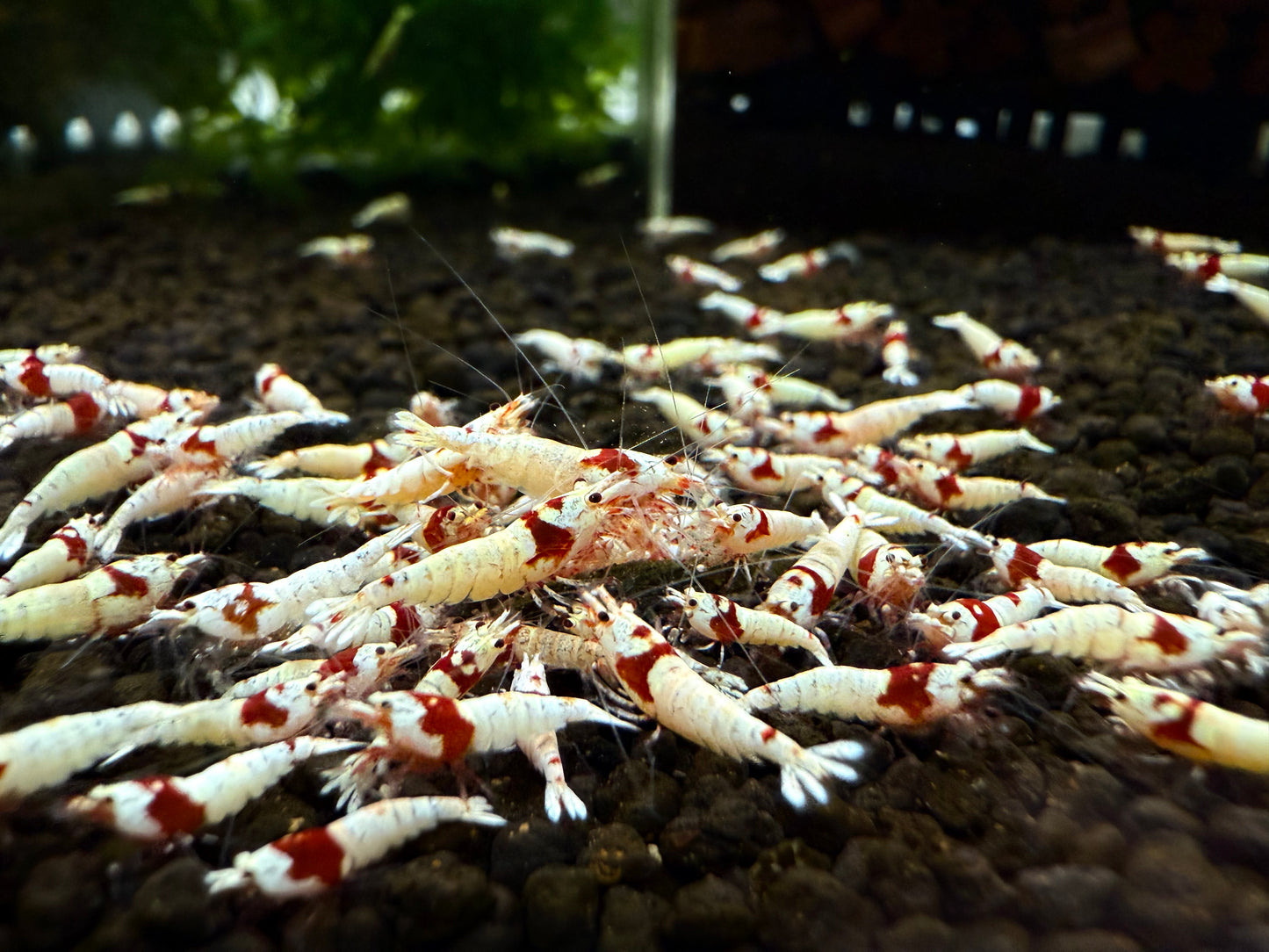 PRL - Pure Red Line Juveniles (S-SSS)