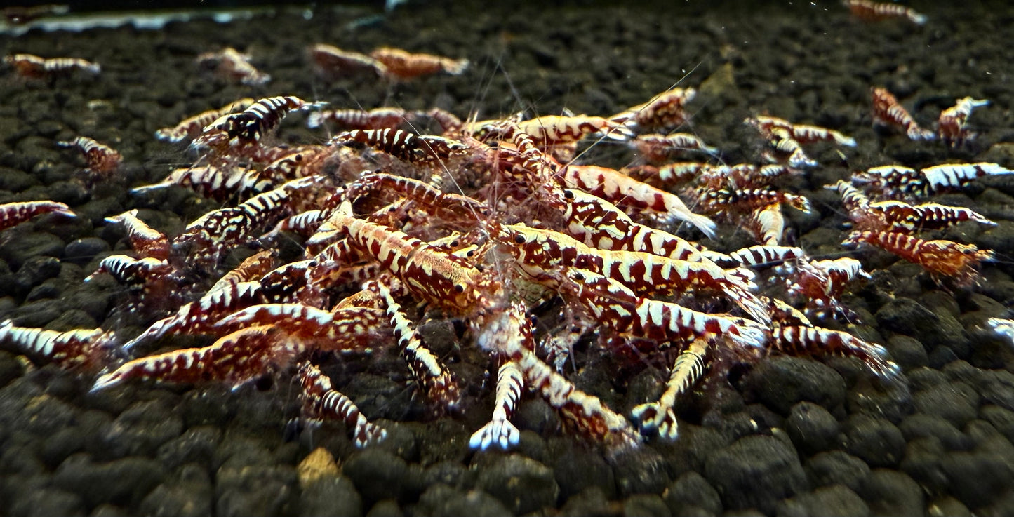 Red Galaxy - Snowflakes Juveniles (S-SSS)
