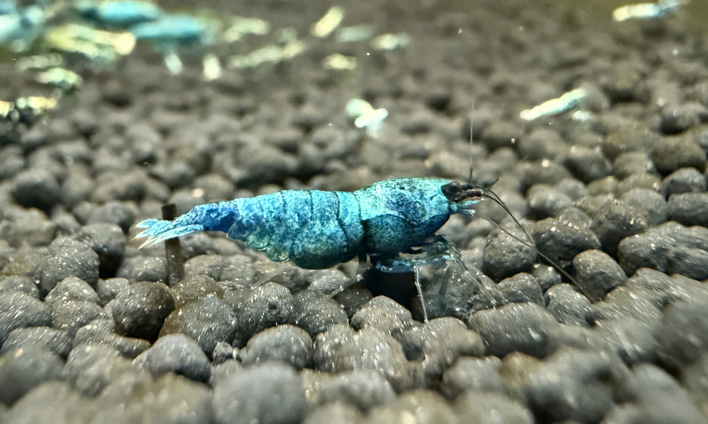 Extreme Blue Bolts Juveniles (S-SSS)