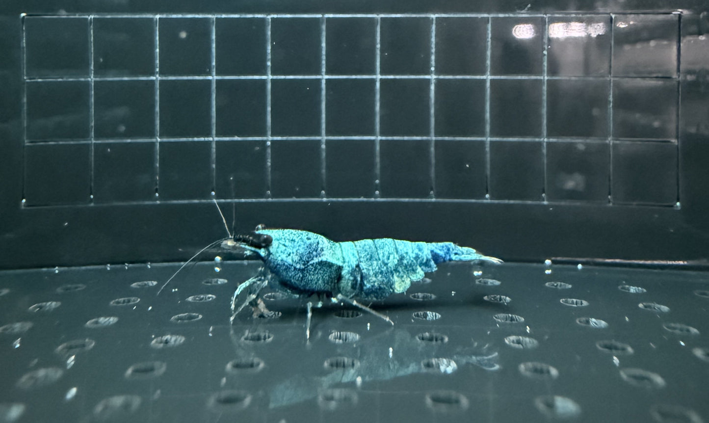 Extreme Blue Bolts Juveniles (S-SSS)