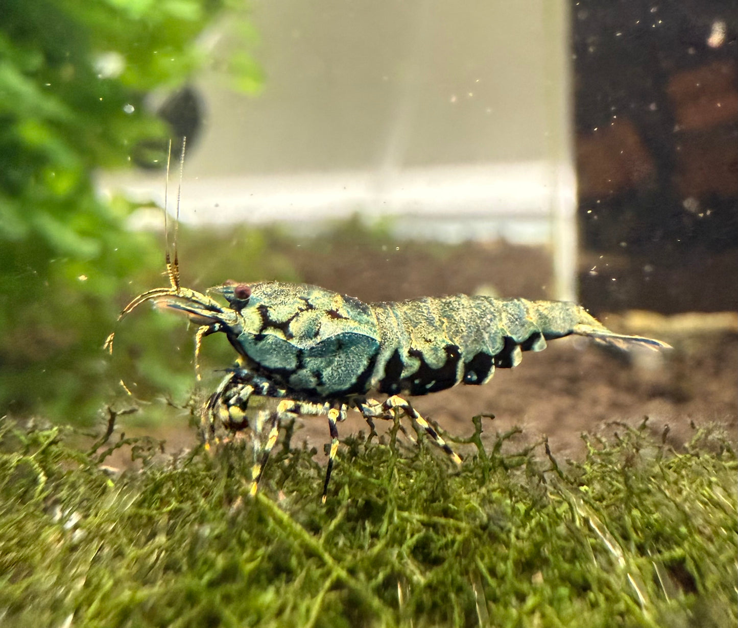 Metallic BOA Young Adults - Adults (S-SSS)