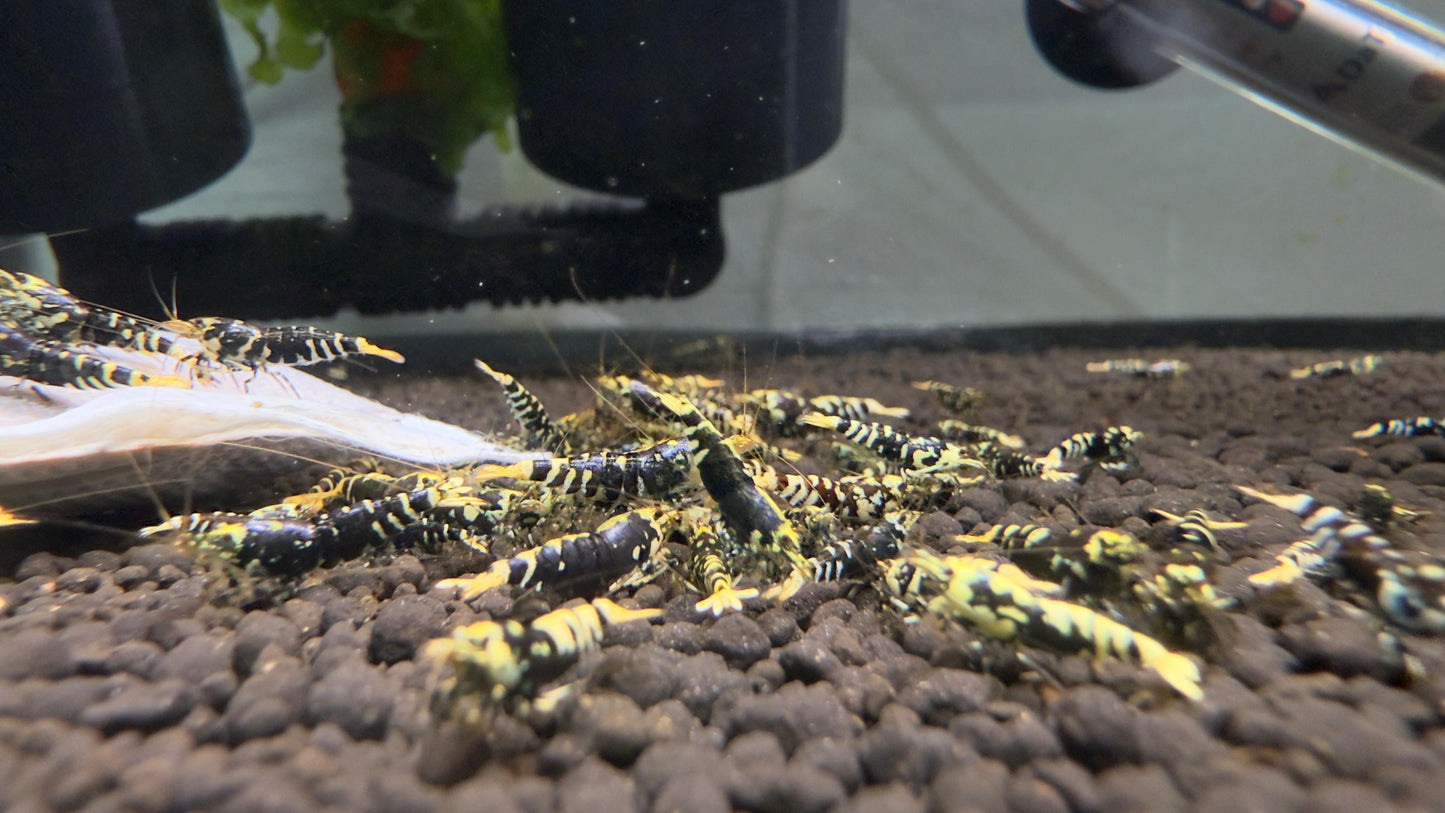 Purple Metallic Tiger Juveniles (S-SSS)