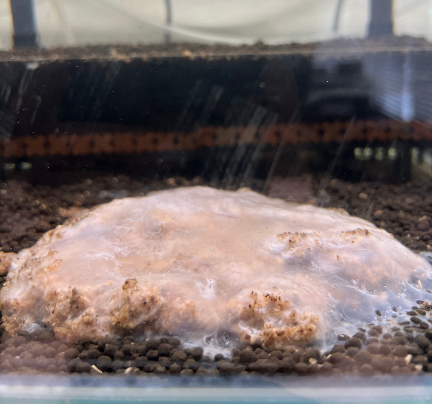 MaturiTea Biofilm/Bacteria Bags