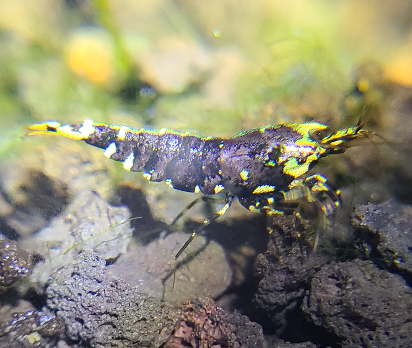 Purple Metallic Tiger Juveniles (S-SSS)